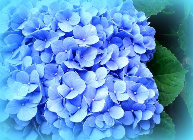 Cómo cuidar las hortensias azules - 9 pasos - Jardín 