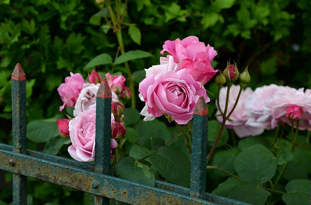 Cómo Y Cuándo Podar Un Rosal 8 Pasos Jardín