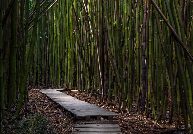 Cómo cultivar Bambú