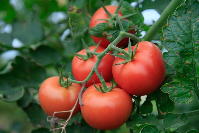 cultivar tomates