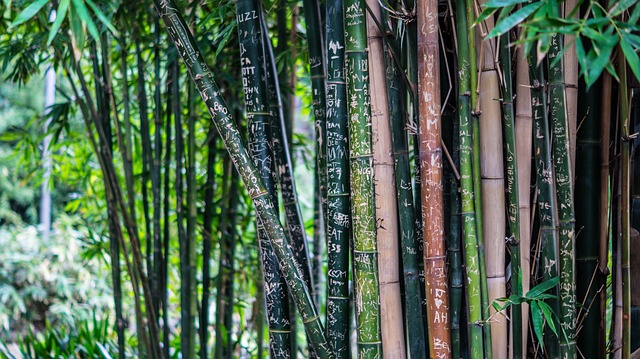 tipos de bambú