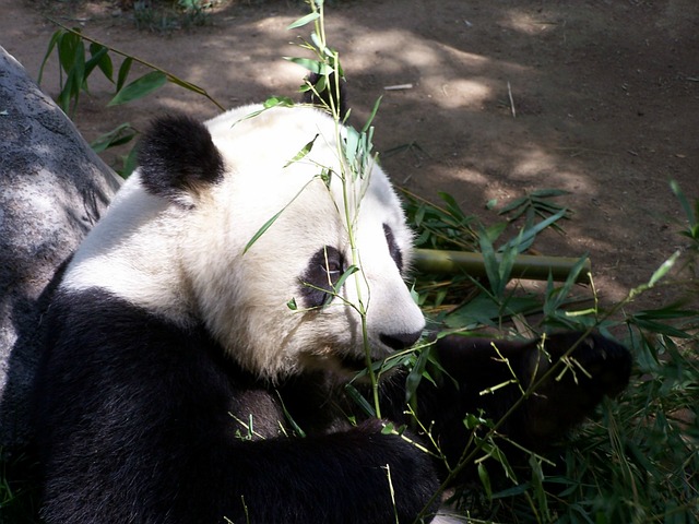oso panda