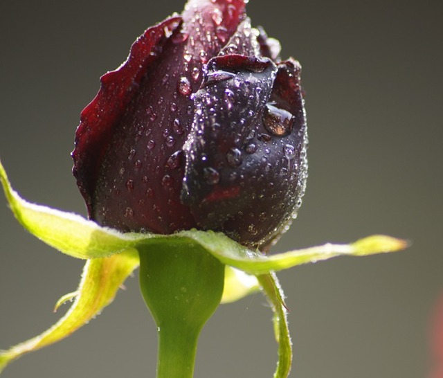 Cuál es el significado de las rosas negras - Jardín Don Cómos - 23 pasos -  Jardín 