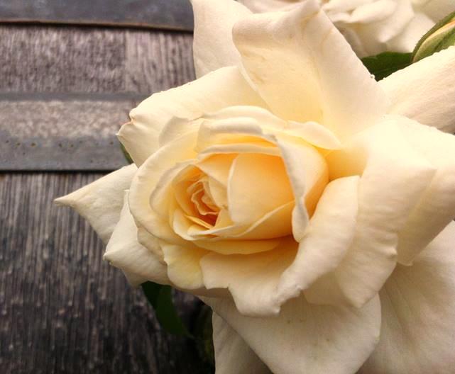 Cuál es el significado de las Rosas Champagne