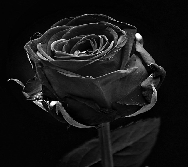 rosas negras