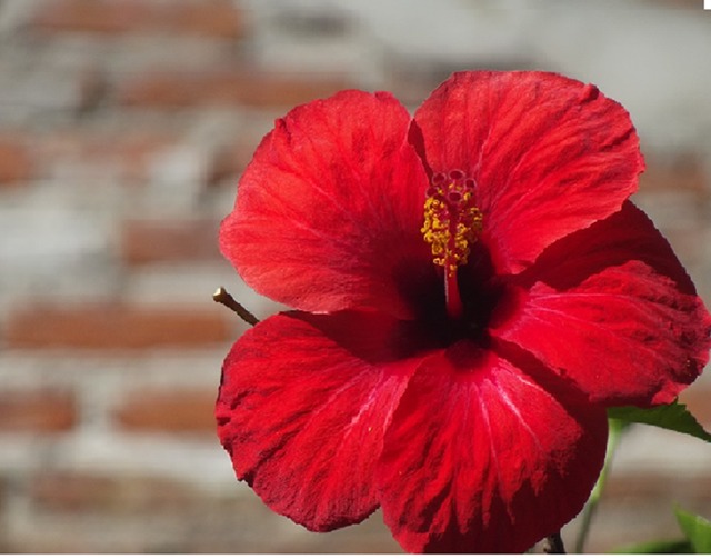 Cómo cuidar y cultivar las Rosas Chinas