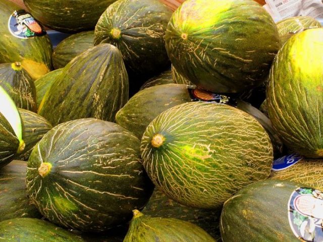 cómo y cuándo sembrar melones jardín doncomos com