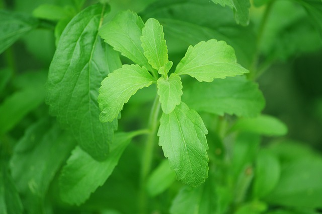 Cómo cultivar Stevia