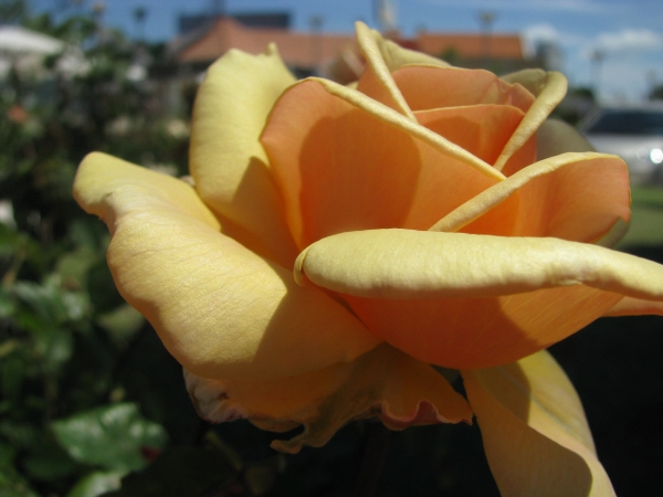 cómo y cuándo sembrar rosales