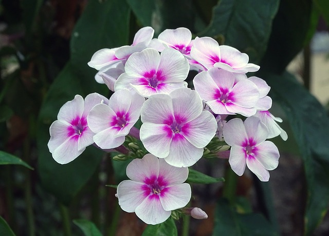 valeriana