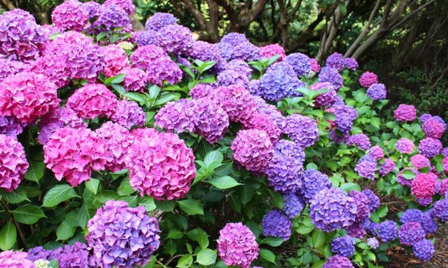 Cómo secar hortensias - Jardín 