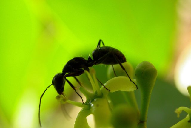 Cómo eliminar hormigas del huerto