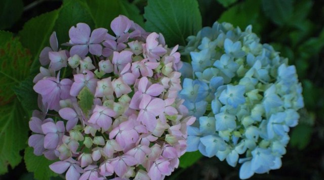 hortensias