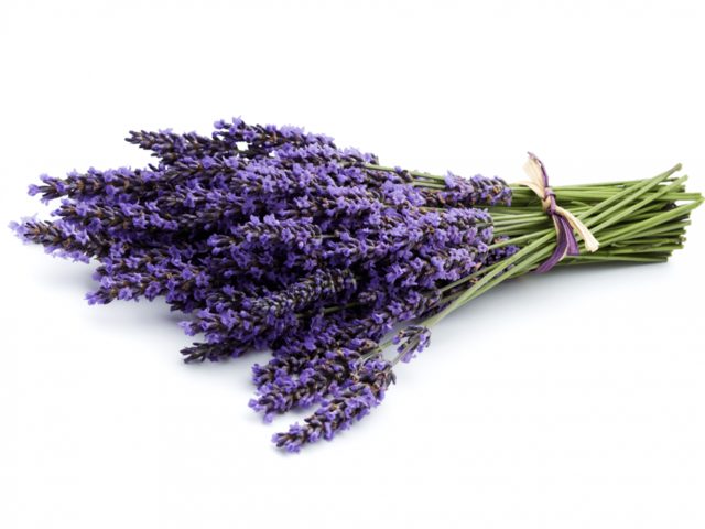 lavanda