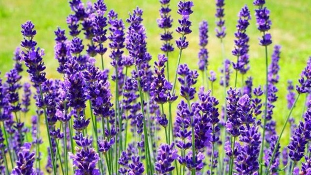 lavanda