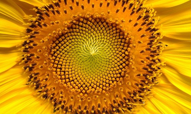 Cómo sembrar girasoles