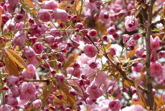 Todo lo que has de saber sobre la flor de cerezo