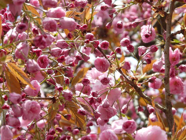 flor de cerezo
