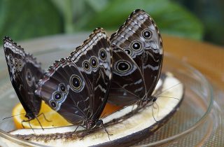 Cómo atraer las mariposas a mi jardín