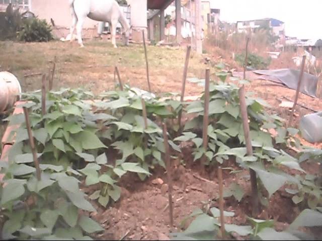 caraotas