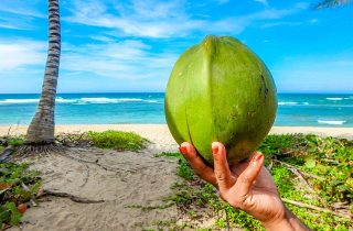 Cómo germinar y plantar un coco