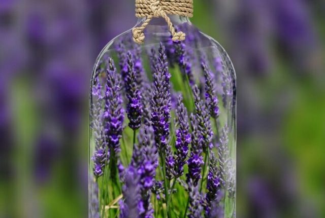 nature-plant-field-flower-purple-spring-595825-pxhere.com