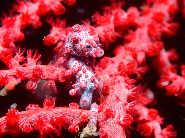 Hippocampus bargibanti Caballito de mar coral 3