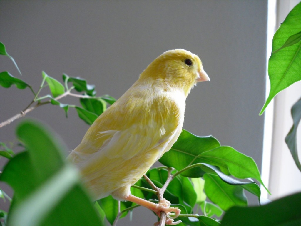 canario-amarillo- como cuidar canarios