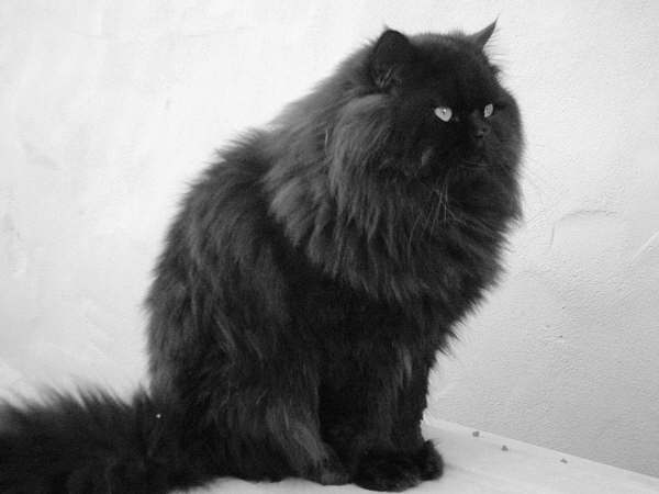 gato negro persa