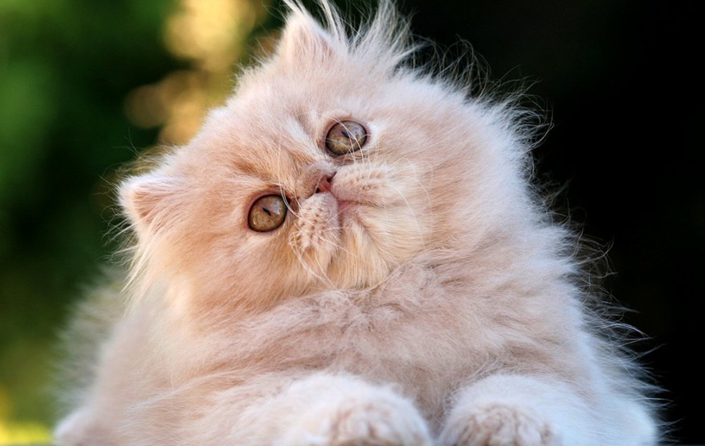 gato-persa como es