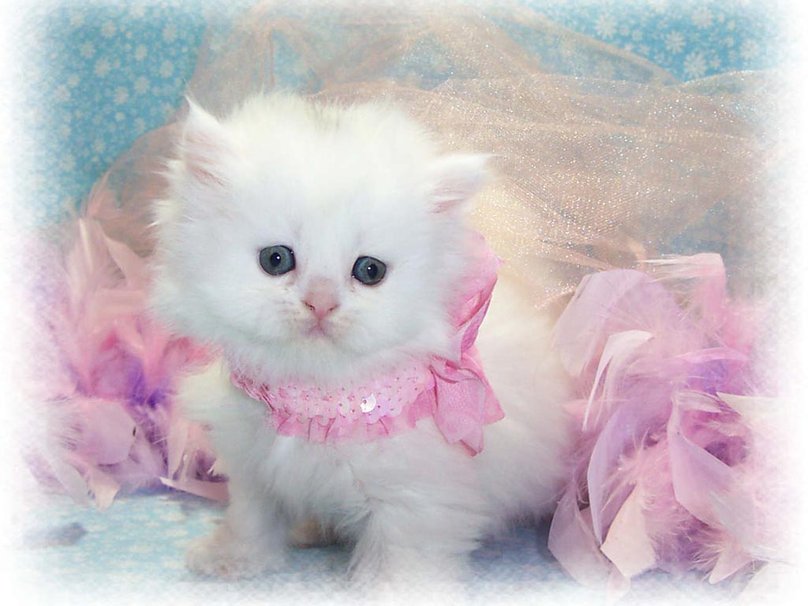 gato persa kawaii cute lindo