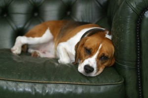como cuidar un cachorro de beagle 2