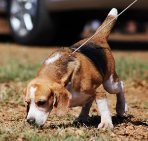como cuidar un cachorro de beagle 4