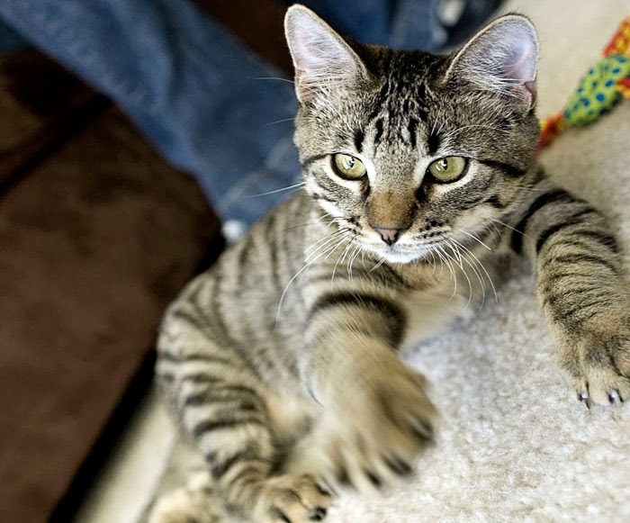 gato-arañando la amfombra