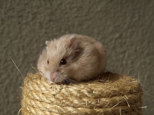 como cuidar un hamster ruso