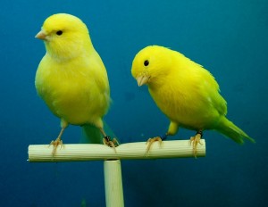 canaries-426273_640