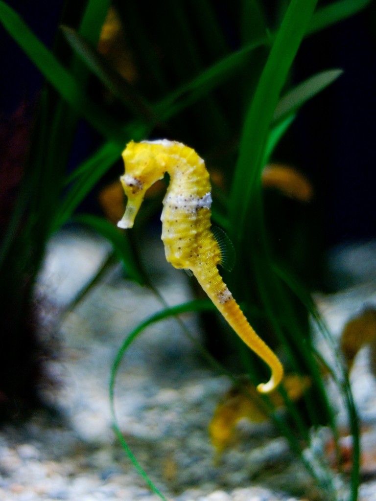 Cómo es el caballito de mar 4 pasos Mascotas y Animales Cómo es el caballito de mar 4 pasos Mascotas y Animales