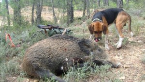 Cómo son los perros de cazaa