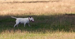 Bull Terrier: Cómo cuidar perros Bull Terriera