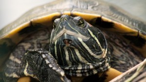 Cómo cuidar el caparazón de una tortuga de aguaa