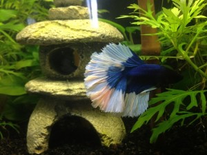Cómo cuidar un pez bettaa
