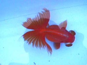 Cómo cuidar un pez telescopioa