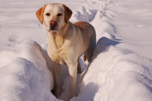 Labrador Retriever: Cómo cuidar perros Labrador Retrievera