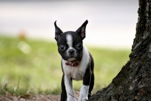 Boston Terrier: Cómo cuidar un Boston Terrier