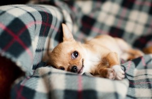 Chihuahua : Cómo cuidar perros Chihuahua