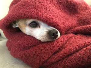 Chihuahua : Cómo cuidar perros Chihuahua