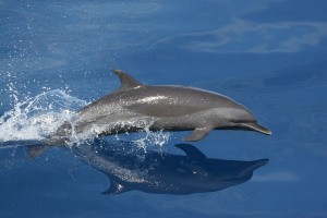 Cómo es un delfín