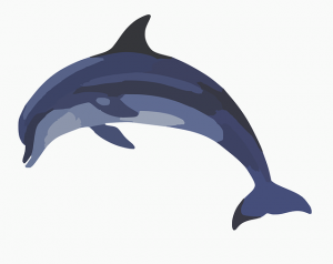 Cómo es un delfín