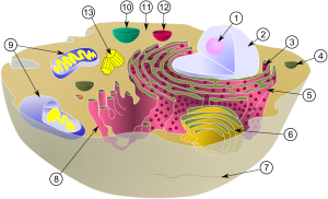 Cómo diferenciar la célula animal y la célula vegetal