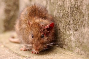 Cómo diferenciar la rata del ratón